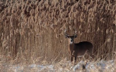 When Deer Stop Moving Take These 5 Steps
