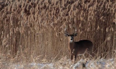 When Deer Stop Moving Take These 5 Steps
