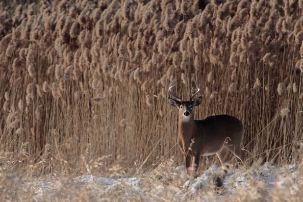 When Deer Stop Moving Take These 5 Steps