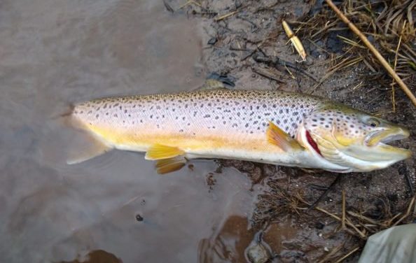 Winter Fishing Vacation: 6 Top Destinations to Consider for Winter Angling Fun