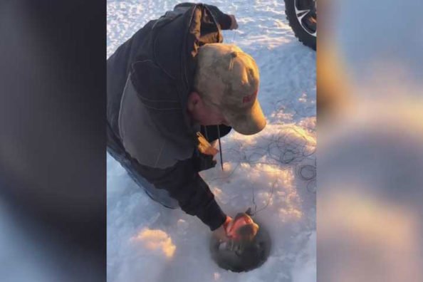 Wintertime Muskie Barely Fits Through Drilled Hole