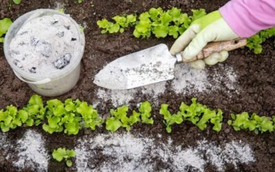 10 Great Uses for Wood Ash