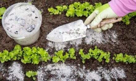 10 Great Uses for Wood Ash