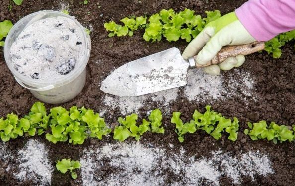 10 Great Uses for Wood Ash