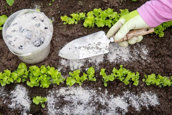 10 Great Uses for Wood Ash