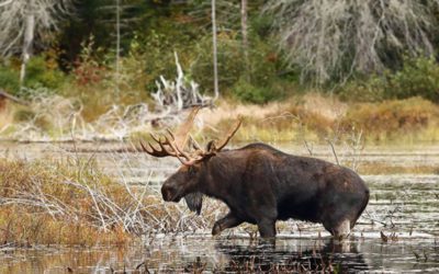 12 Big Game Species You Can Hunt in Canada