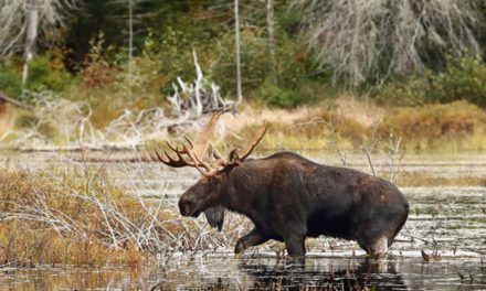 12 Big Game Species You Can Hunt in Canada