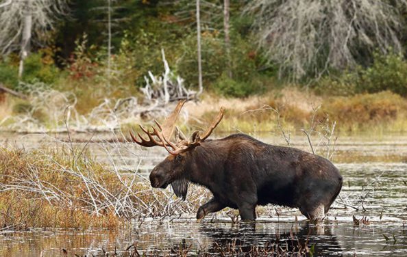 12 Big Game Species You Can Hunt in Canada