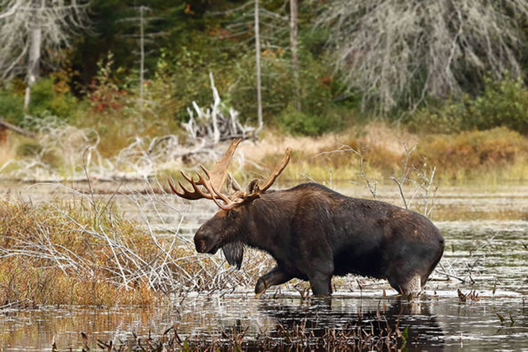 12 Big Game Species You Can Hunt in Canada