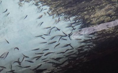 250,000 Steelhead Smolt Just Escaped from a Washington State Fish Hatchery