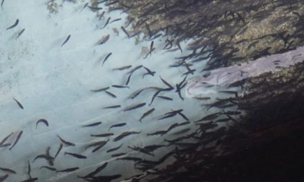 250,000 Steelhead Smolt Just Escaped from a Washington State Fish Hatchery