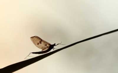 3 Common Insect Hatches and How to Fish Them