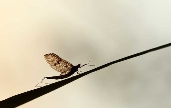 3 Common Insect Hatches and How to Fish Them