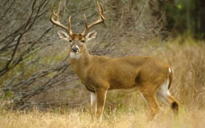 3 Coveted Deer Permits to Apply for This Year