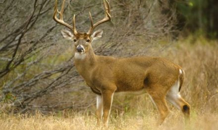 3 Coveted Deer Permits to Apply for This Year