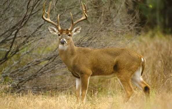3 Coveted Deer Permits to Apply for This Year