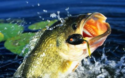 5 Best Frog Lures for Bass Fishing
