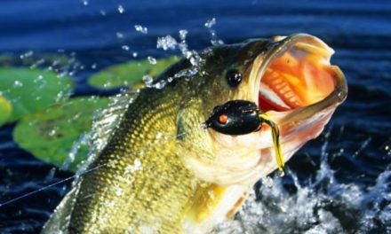 5 Best Frog Lures for Bass Fishing