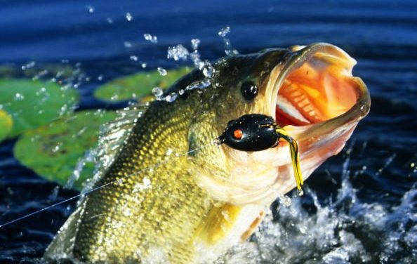 5 Best Frog Lures for Bass Fishing