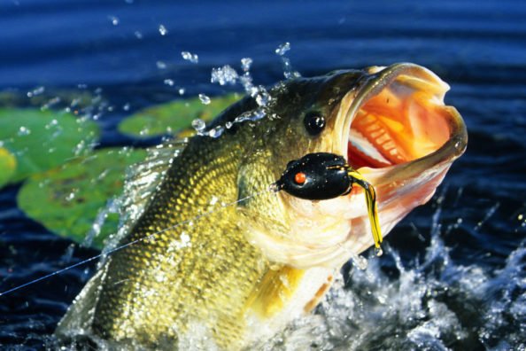 5 Best Frog Lures for Bass Fishing