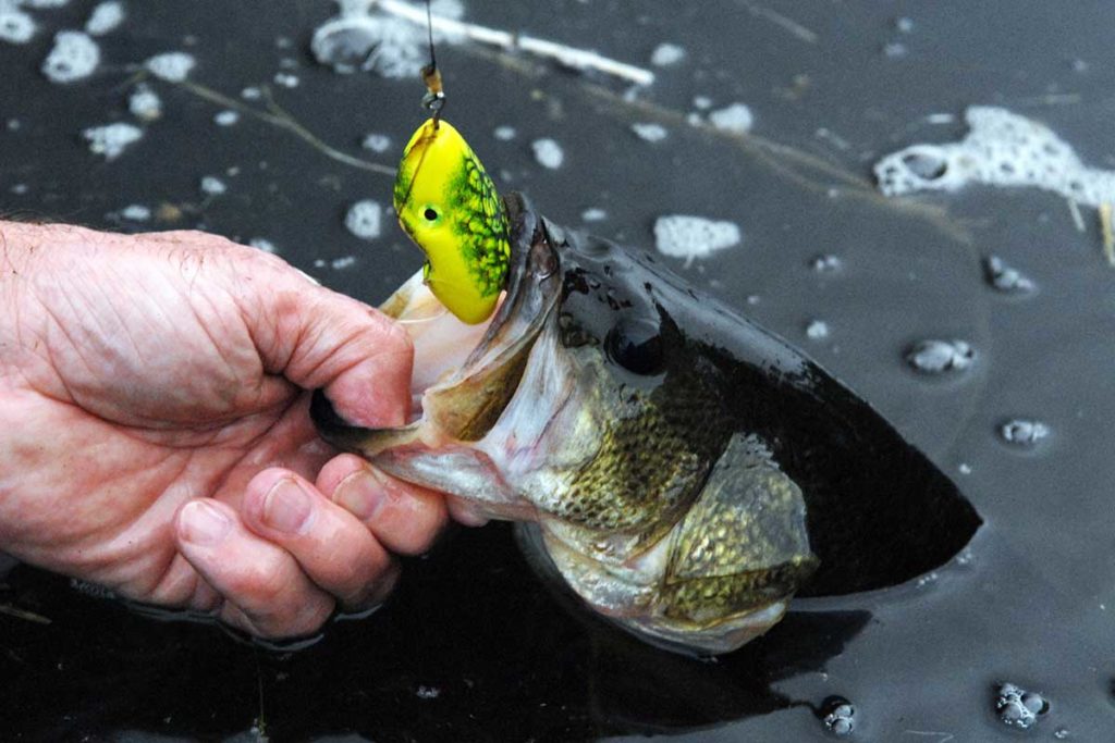 5 Best Weedless Lures for Bass Fishing in the Thick Stuff Outdoor