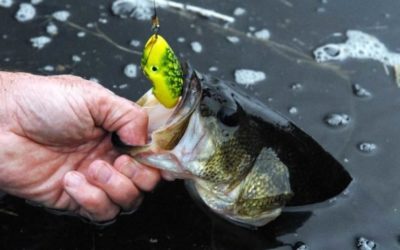 5 Best Weedless Lures for Bass Fishing in the Thick Stuff