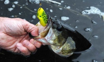 5 Best Weedless Lures for Bass Fishing in the Thick Stuff