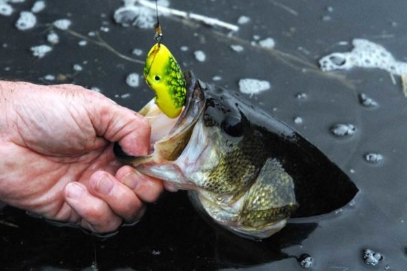5 Best Weedless Lures for Bass Fishing in the Thick Stuff