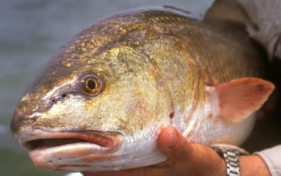 5 Mouthwatering Redfish Recipes