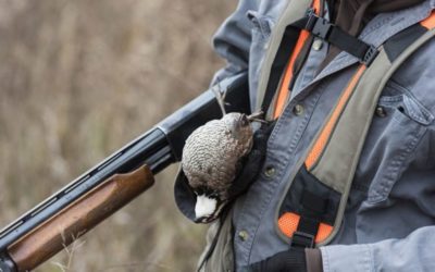 5 States With the Best Quail Hunting