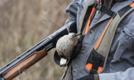 5 States With the Best Quail Hunting