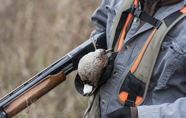 5 States With the Best Quail Hunting