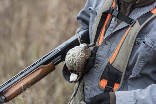 5 States With the Best Quail Hunting