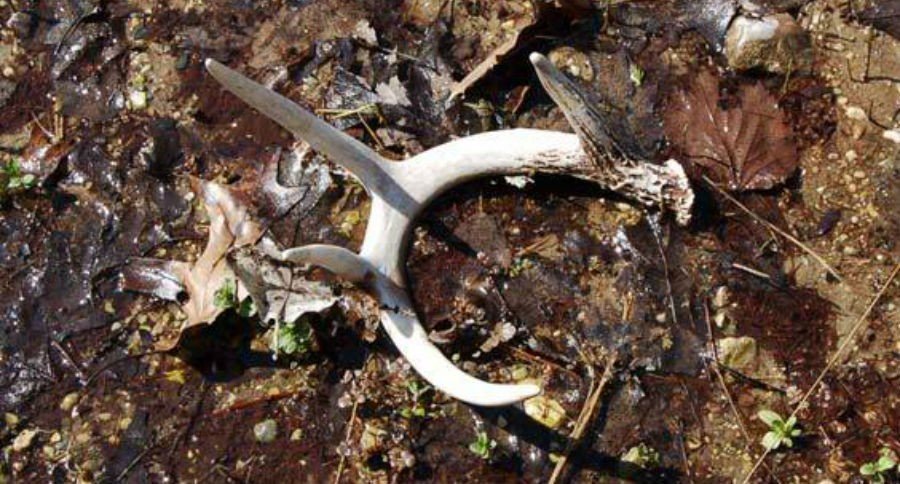 Shed antler on the ground.