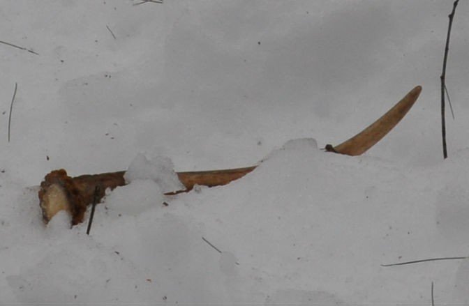 Shed antler in the snow. 