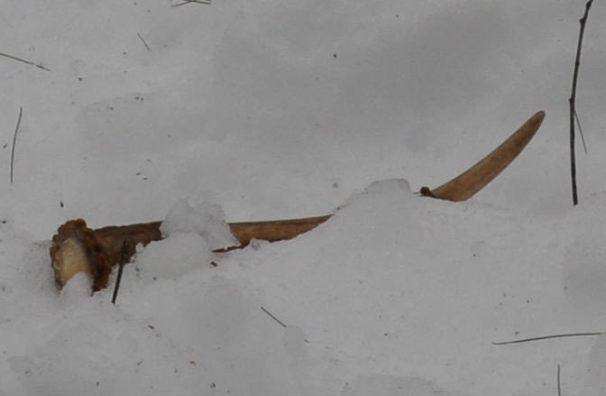 Shed antler in the snow.