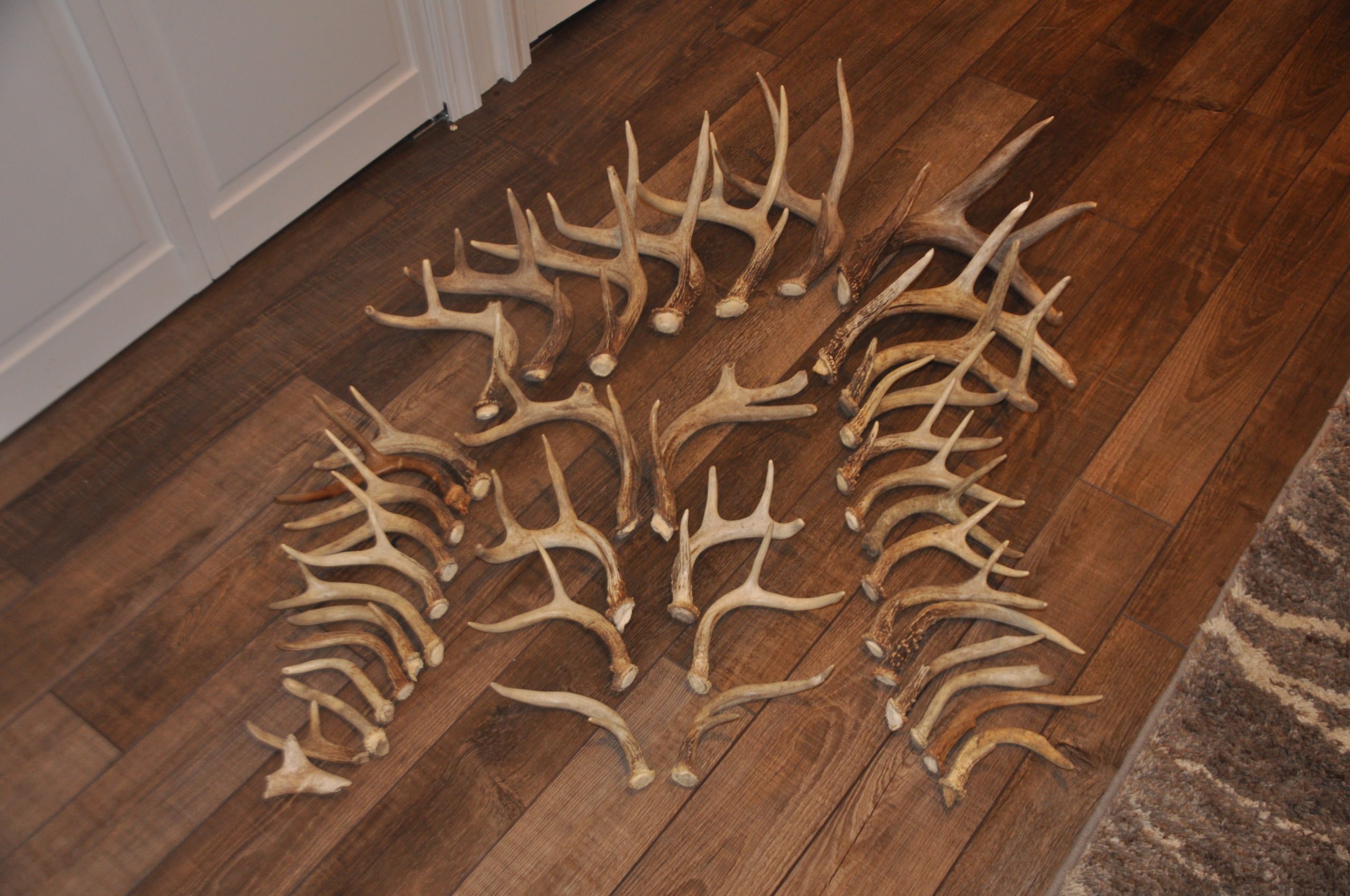 A pile of shed antlers.
