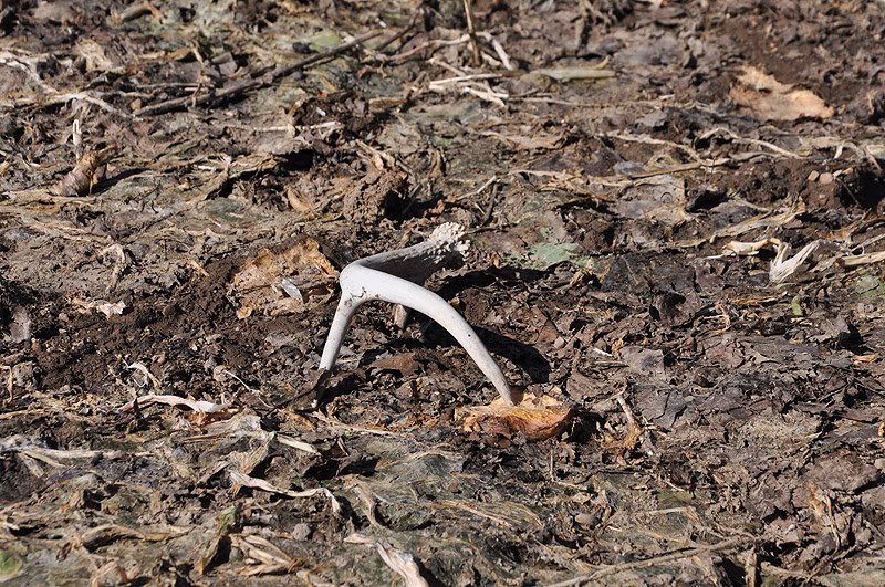 Shed antler on the ground.