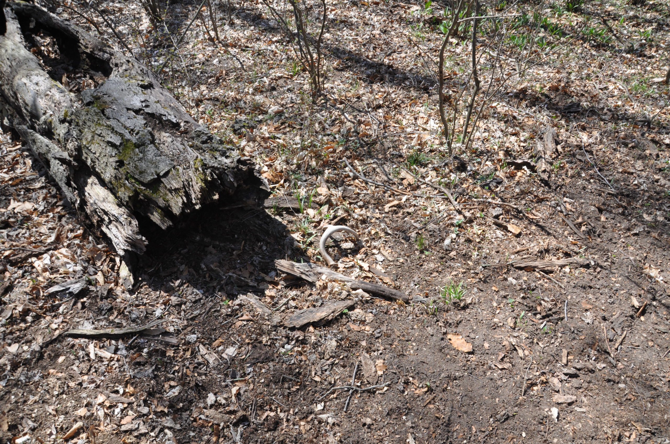 A shed antler on the ground