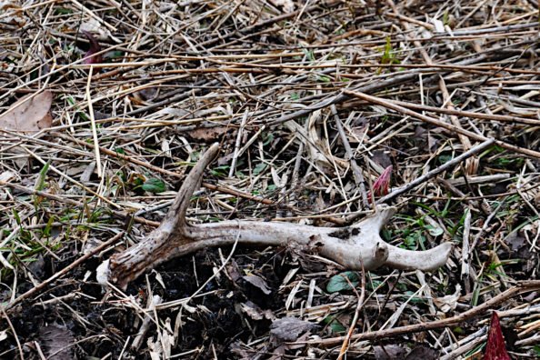 A shed antler on the ground.