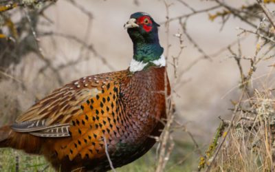 An Easy Crock-Pot Pheasant Stew Recipe Anyone Can Do