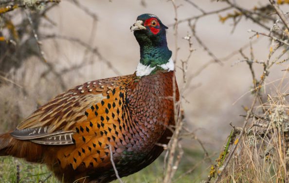An Easy Crock-Pot Pheasant Stew Recipe Anyone Can Do