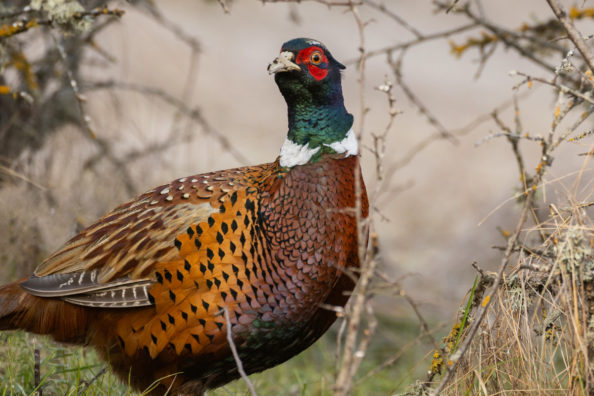 An Easy Crock-Pot Pheasant Stew Recipe Anyone Can Do