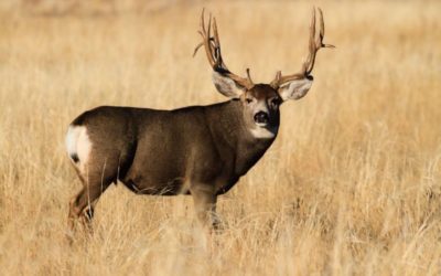 Best Mule Deer Hunting States for Your Bucket List
