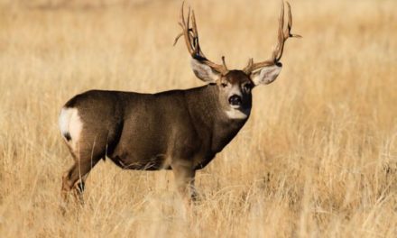 Best Mule Deer Hunting States for Your Bucket List