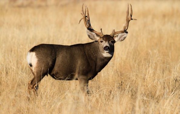 Best Mule Deer Hunting States for Your Bucket List