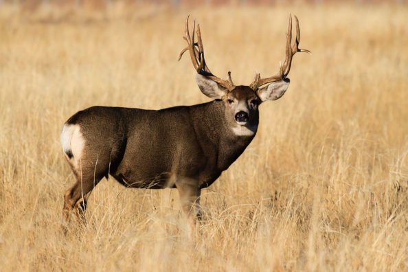 Best Mule Deer Hunting States for Your Bucket List