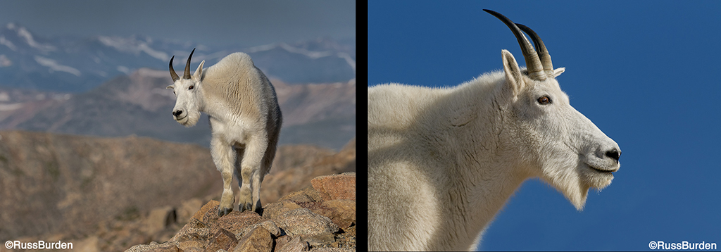 Environmental Vs. Portrait Photography