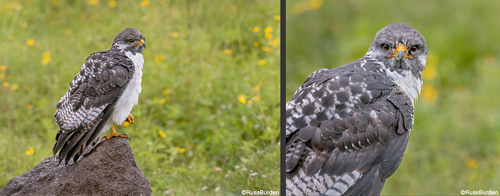 Environmental Vs. Portrait Photography