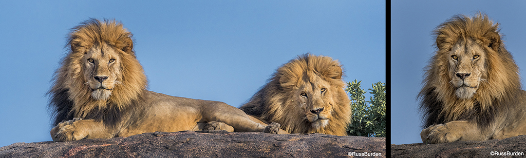 Environmental Vs. Portrait Photography